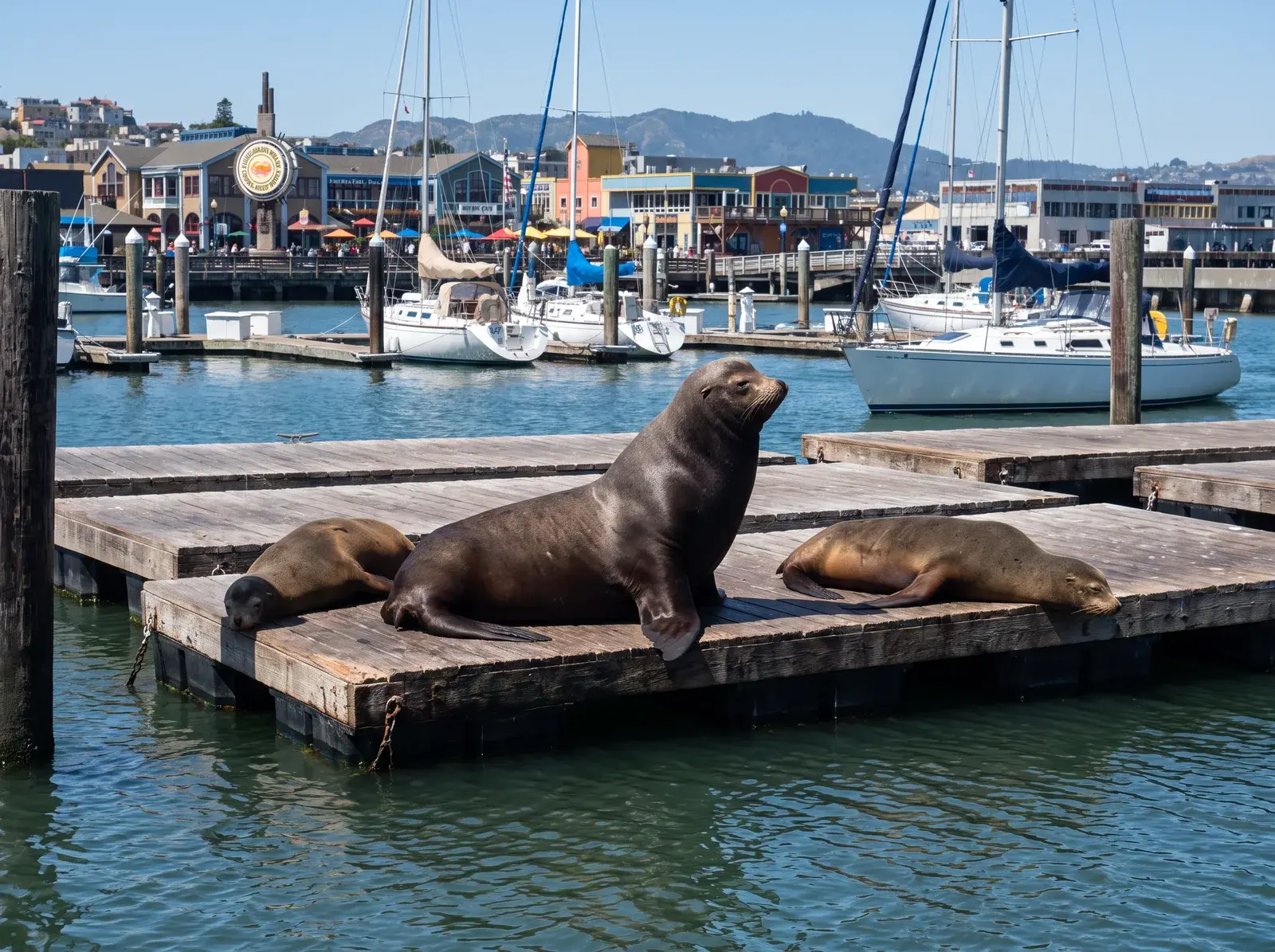 Pier 39’daki ahşap platformlarda dinlenen deniz aslanları ve arka planda tekneler.