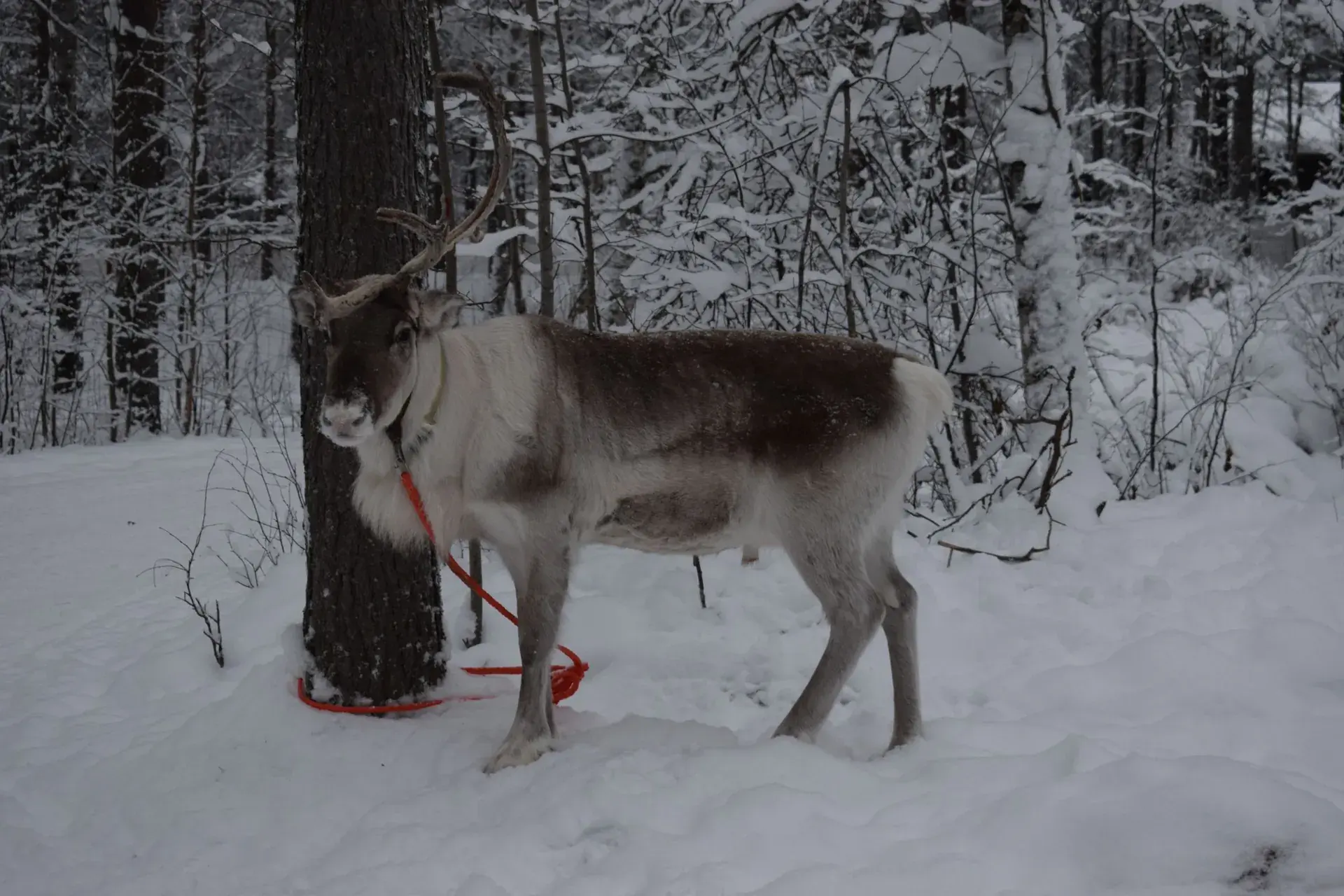 Rovaniemi