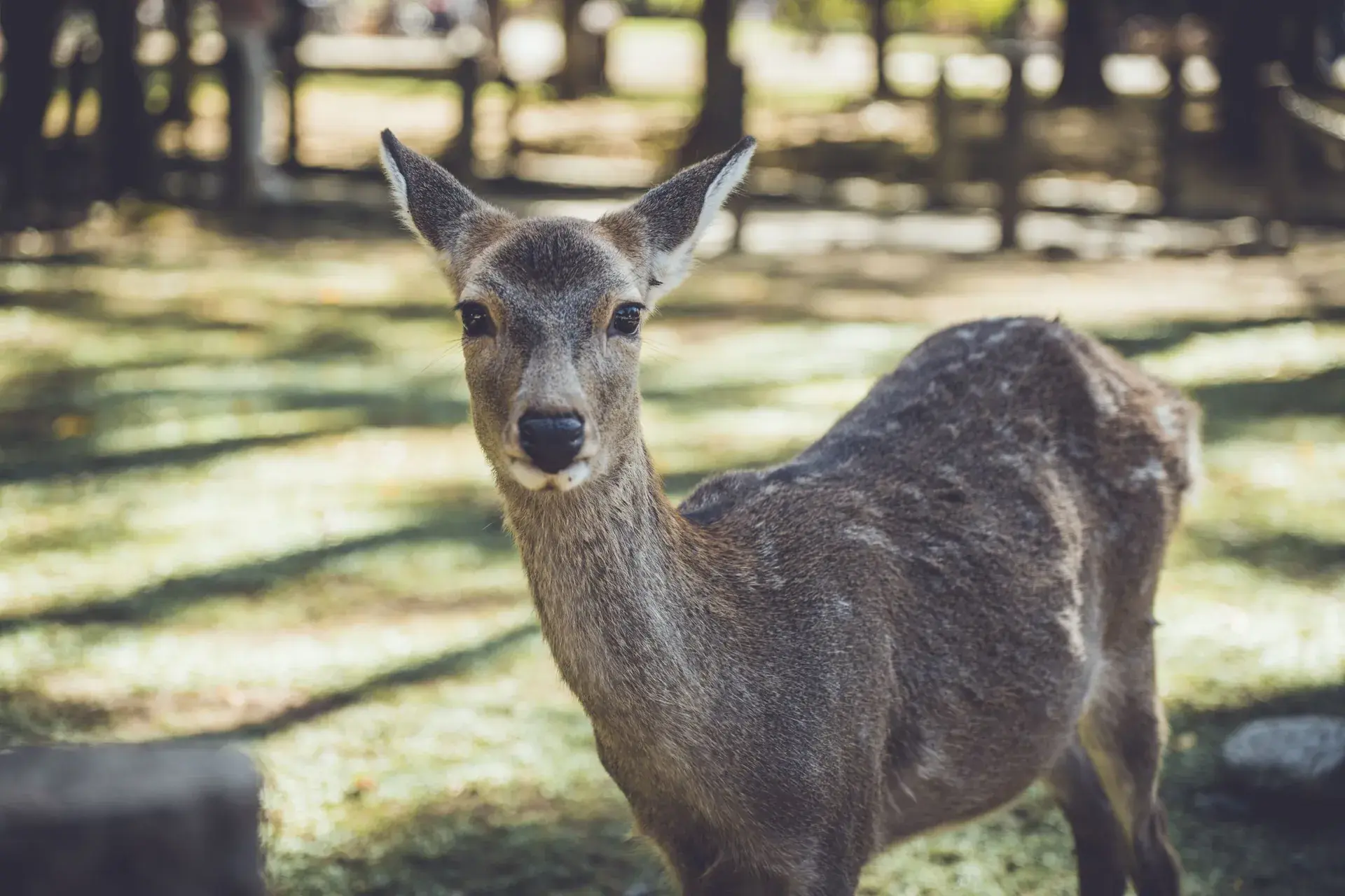 Nara