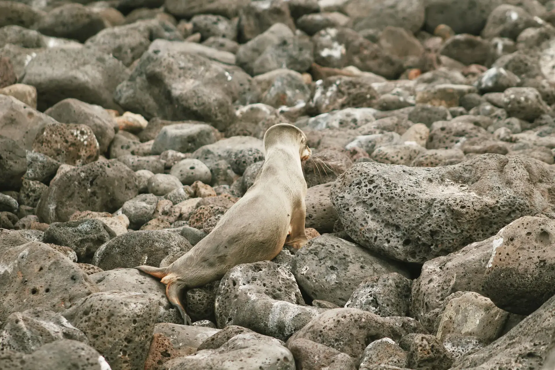 Galápagos