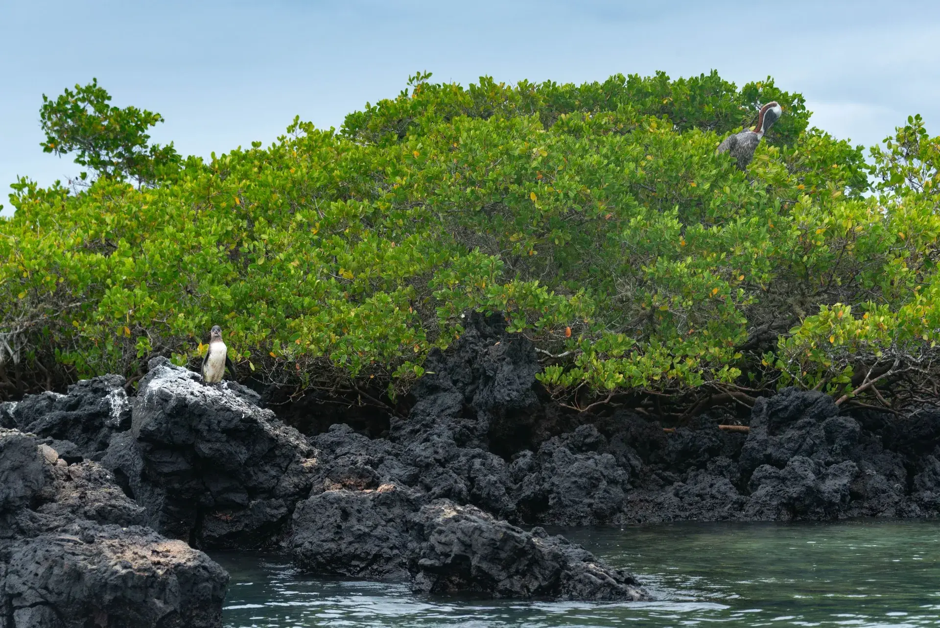 Galápagos