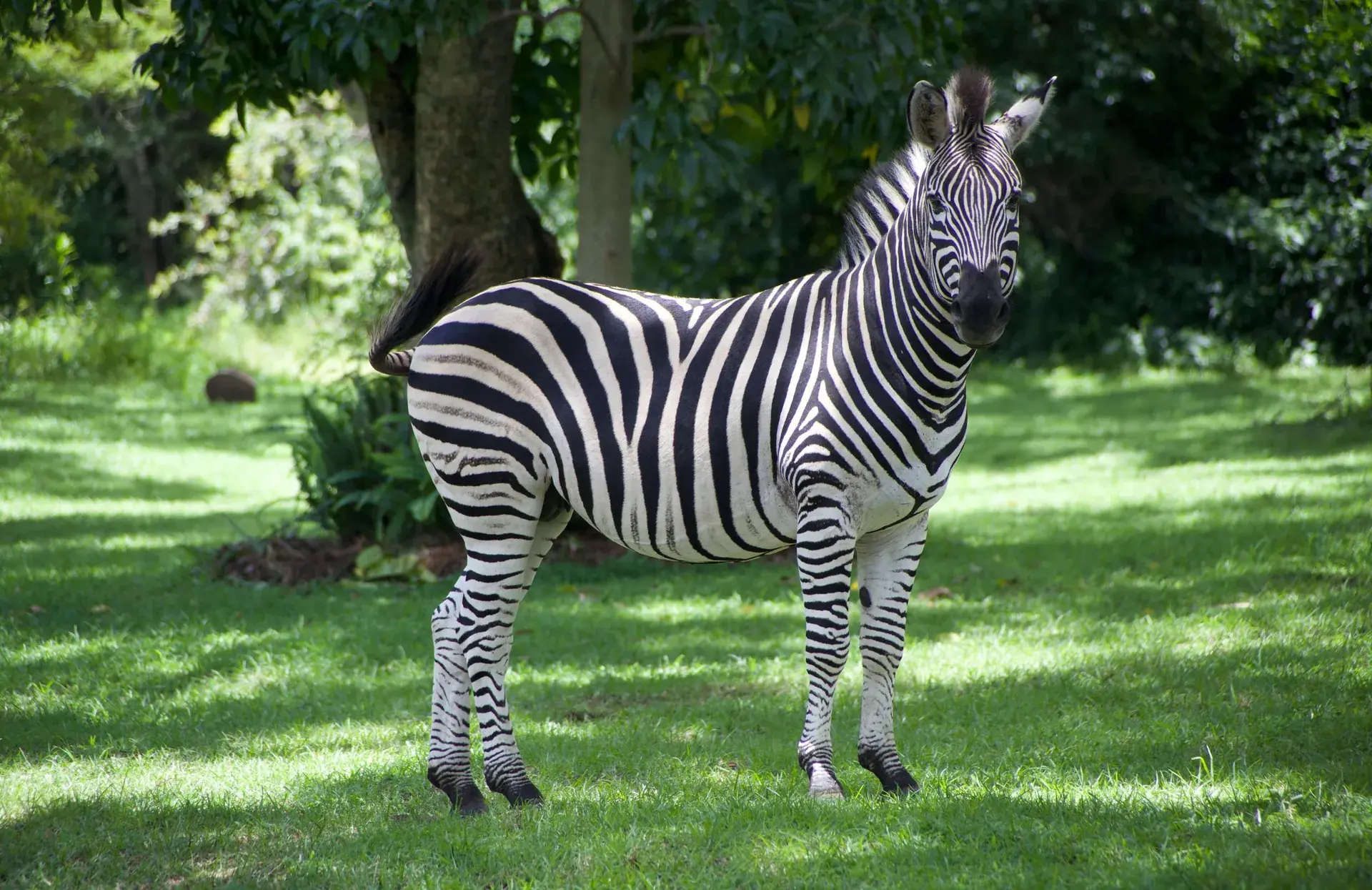 Zimbabve