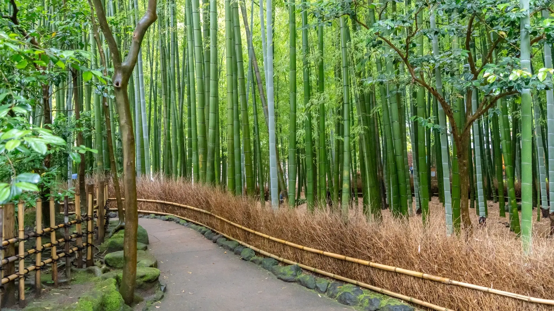 Kyoto Arashiyama’da bambu ağaçları arasındaki yürüyüş yolu